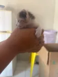 Gato raça SRD-ViraLata idade 2 a 6 meses nome sem nome