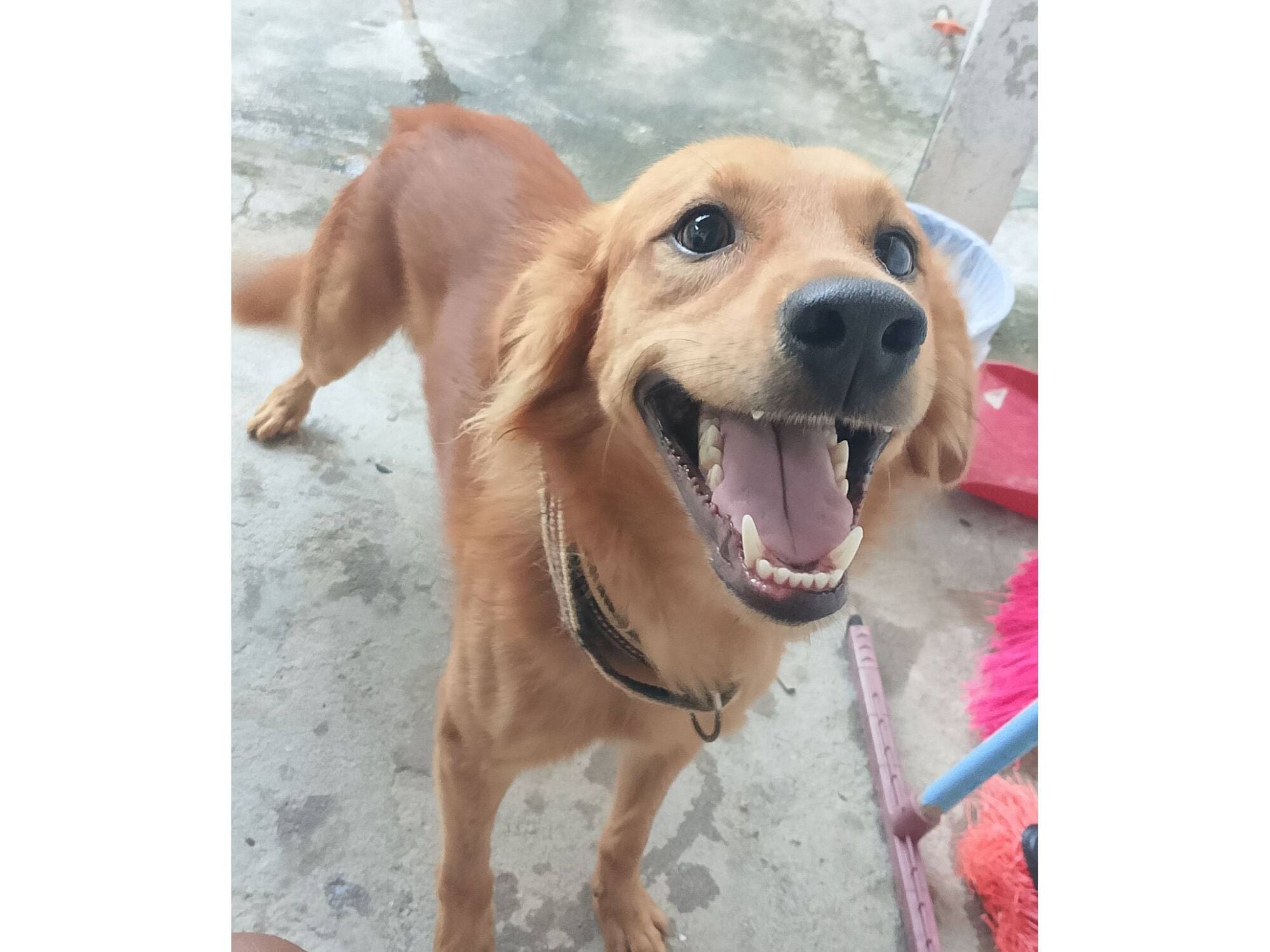 Cachorro raça SRD-ViraLata idade 2 anos nome Bruce