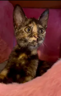 Gato raça SRD-ViraLata idade Abaixo de 2 meses nome Margot