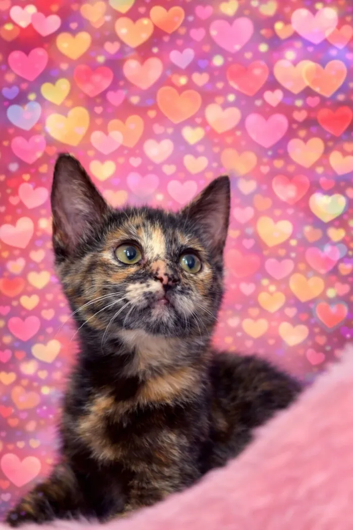 Gato raça SRD-ViraLata idade Abaixo de 2 meses nome Margot