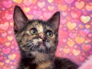 Gato raça SRD-ViraLata idade Abaixo de 2 meses nome Margot