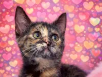 Gato raça SRD-ViraLata idade Abaixo de 2 meses nome Margot