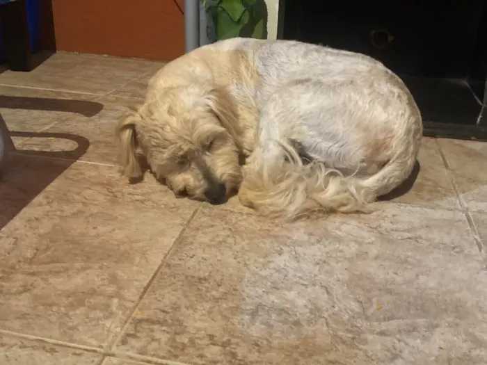 Cachorro raça Poodle idade 1 ano nome Branquinha