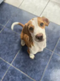 Cachorro raça Dogue Alemão idade 2 a 6 meses nome Maike