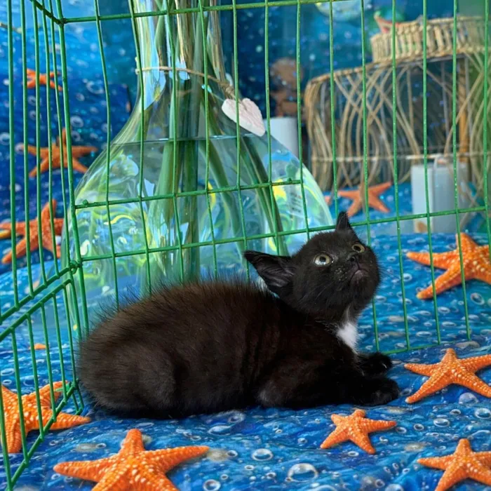 Gato raça SRD-ViraLata idade Abaixo de 2 meses nome Joaquim 