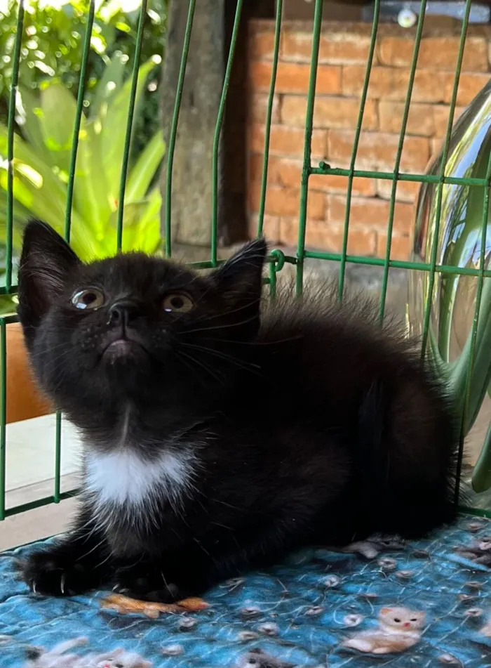 Gato raça SRD-ViraLata idade Abaixo de 2 meses nome Joaquim 