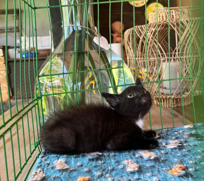 Gato raça SRD-ViraLata idade Abaixo de 2 meses nome Joaquim 