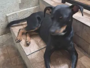 Cachorro raça SRD-ViraLata idade 1 ano nome Bartolomeu 