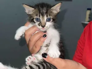 Gato raça SRD-ViraLata idade Abaixo de 2 meses nome Gordinha