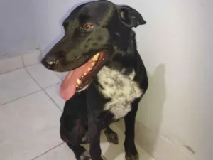 Cachorro raça Labrador idade 2 anos nome Maia