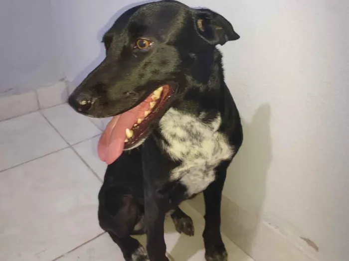 Cachorro raça Labrador idade 2 anos nome Maia