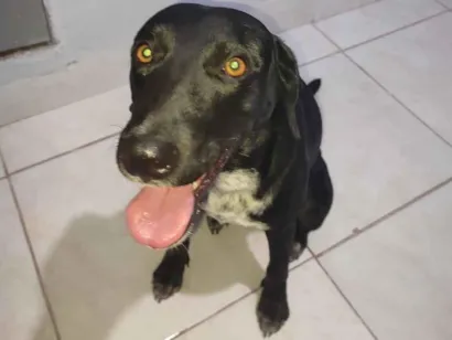 Cachorro raça Labrador idade 2 anos nome Maia 