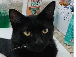 Gato raça SRD-ViraLata idade 7 a 11 meses nome Atende por Café ou Contoco