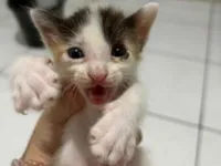 Gato raça SRD-ViraLata idade 2 a 6 meses nome sem nome