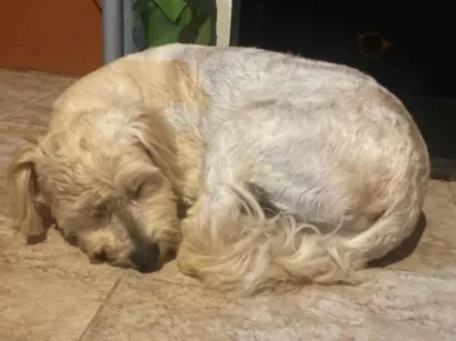 Cachorro raça Poodle idade 1 ano nome Branquinha