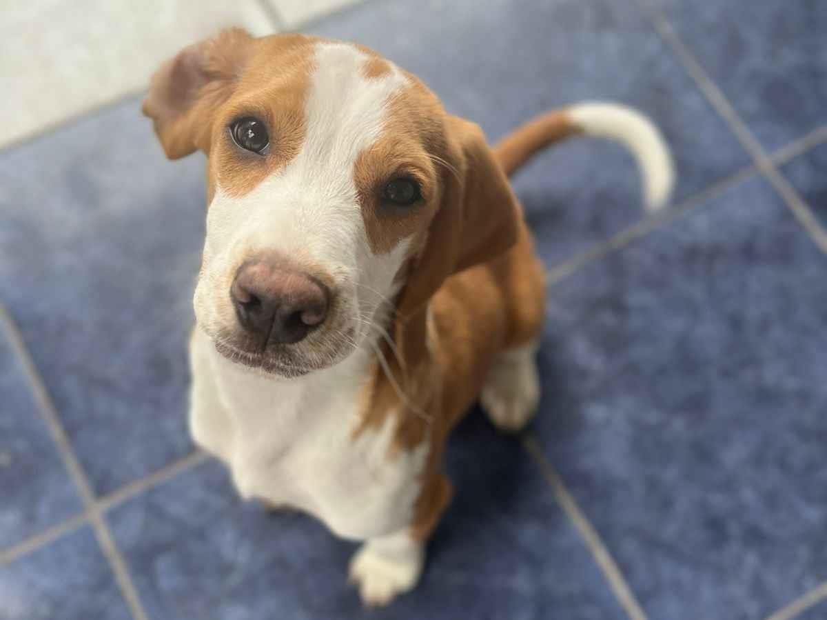 Cachorro raça Dogue Alemão idade 2 a 6 meses nome Maike