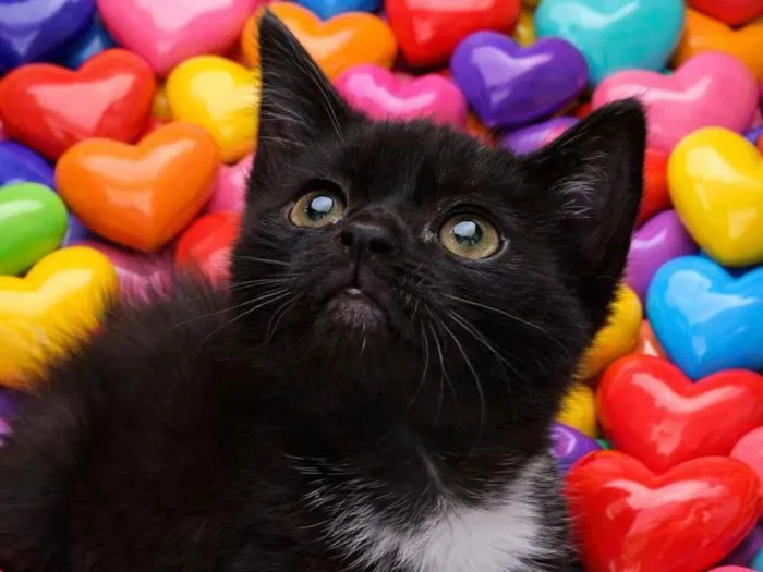 Gato raça SRD-ViraLata idade Abaixo de 2 meses nome Joaquim 