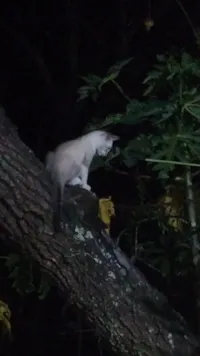 Gato raça SRD-ViraLata idade 2 a 6 meses nome Café com leite