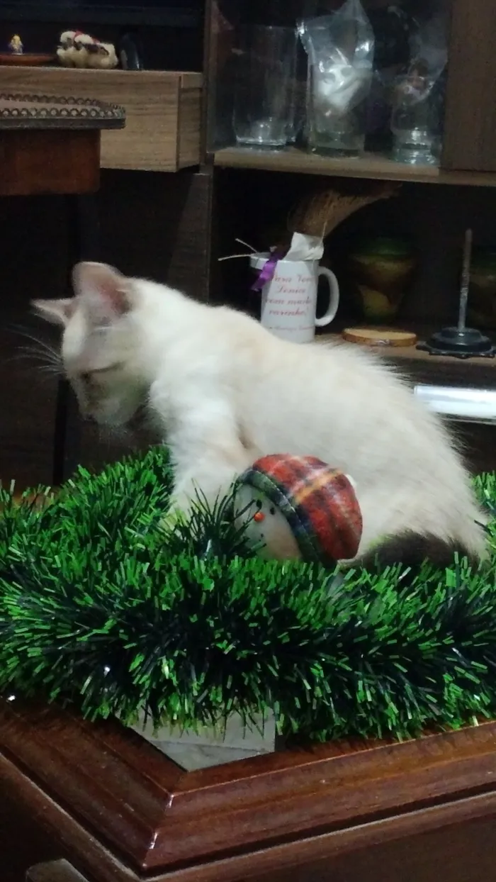 Gato raça SRD-ViraLata idade 2 a 6 meses nome Café com leite