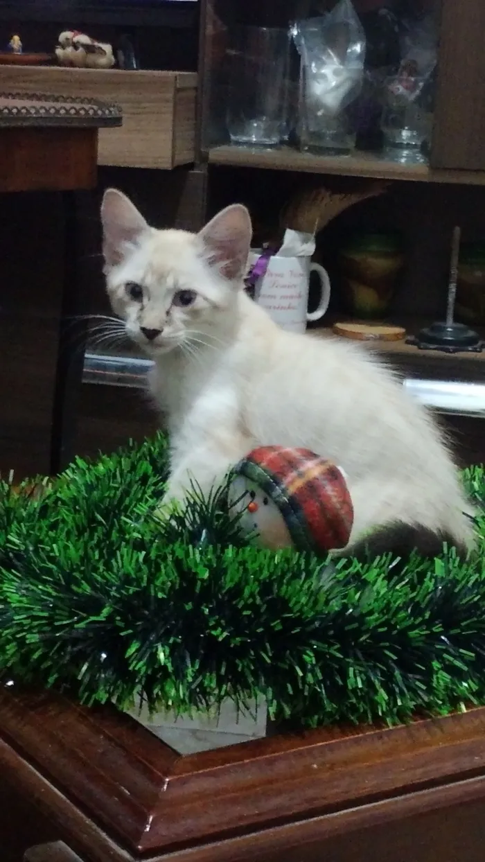 Gato raça SRD-ViraLata idade 2 a 6 meses nome Café com leite