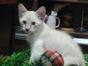 Gato raça SRD-ViraLata idade 2 a 6 meses nome Café com leite