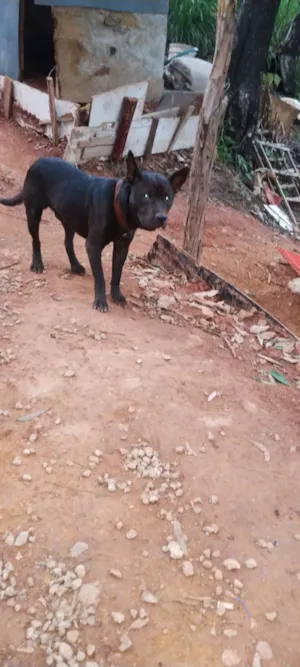 Cachorro raça Pit-Bull idade 7 a 11 meses nome Naruto