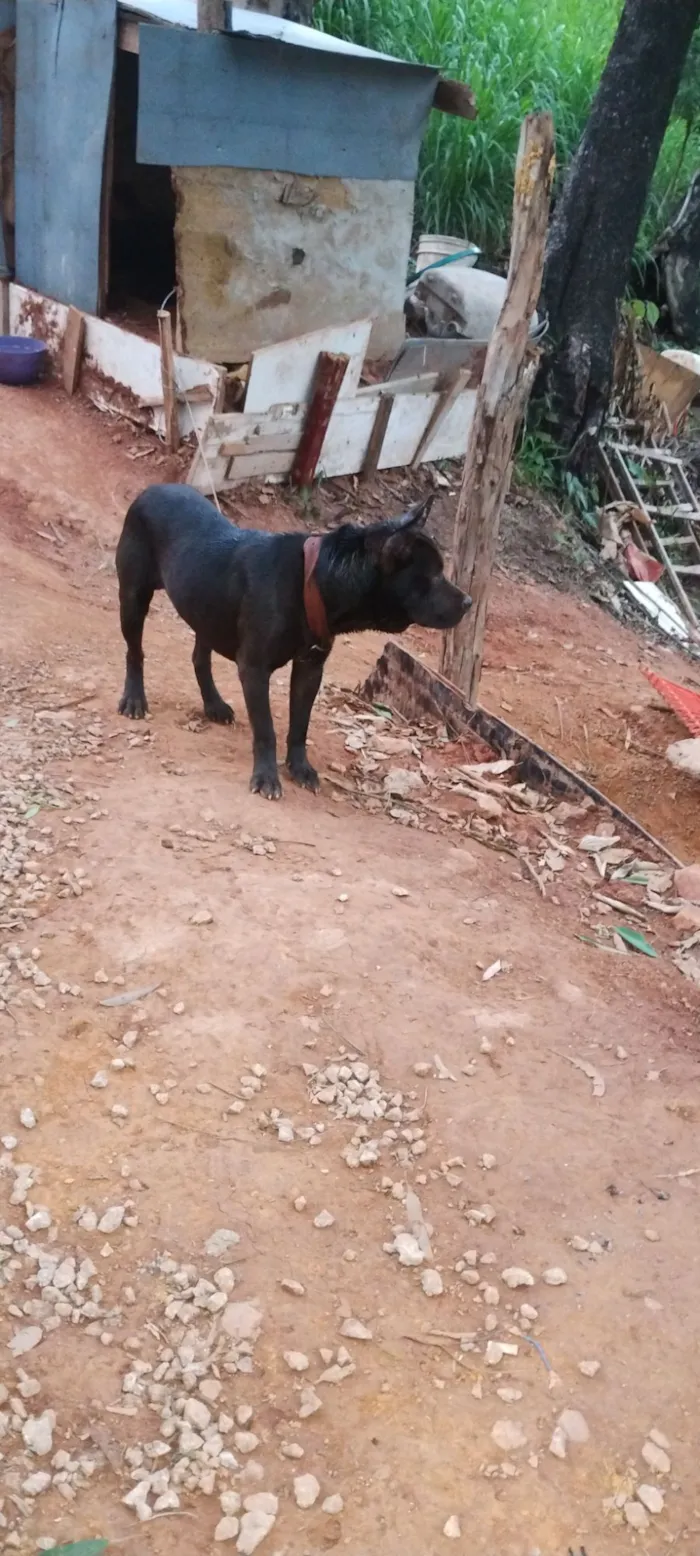 Cachorro raça Pit-Bull idade 7 a 11 meses nome Naruto