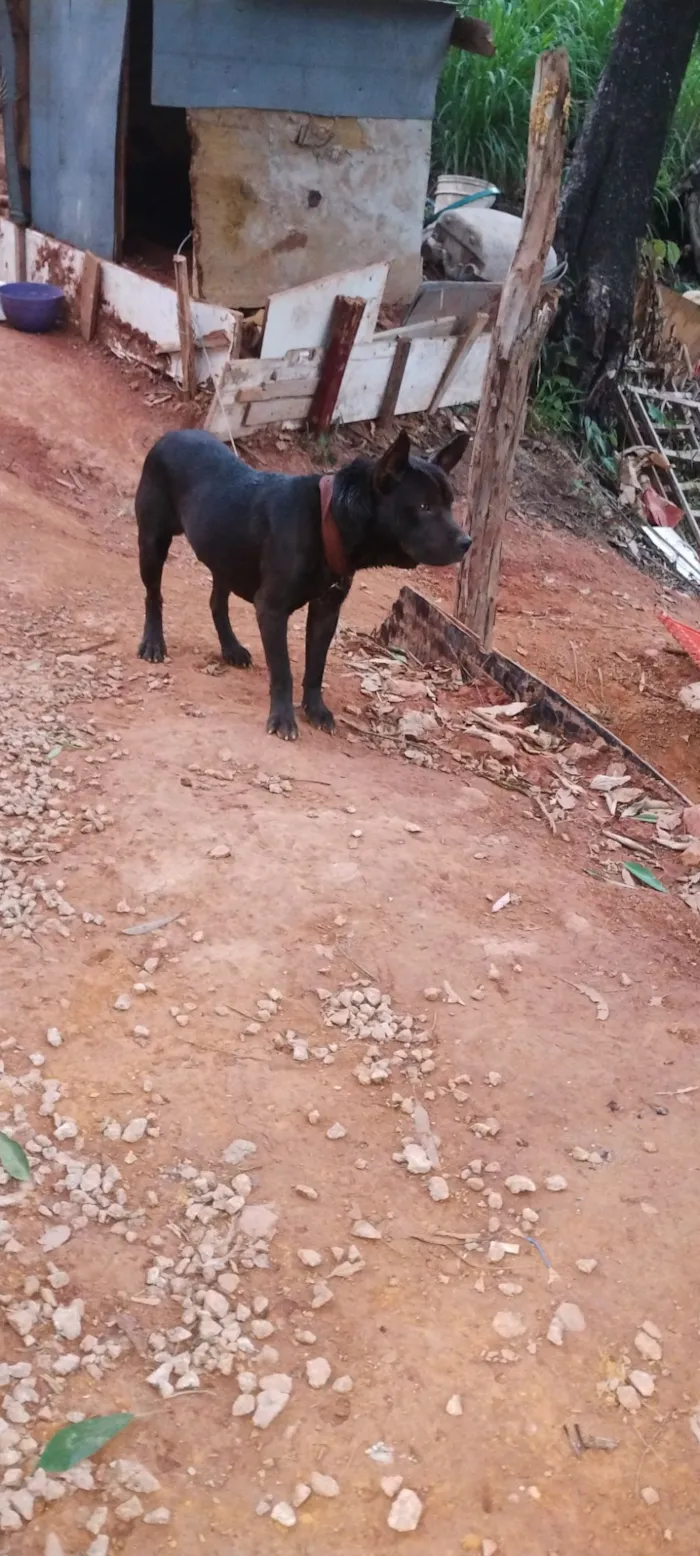 Cachorro raça Pit-Bull idade 7 a 11 meses nome Naruto