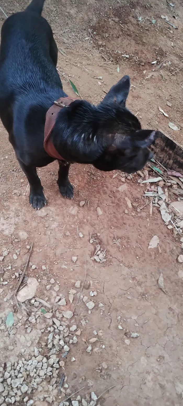 Cachorro raça Pit-Bull idade 7 a 11 meses nome Naruto