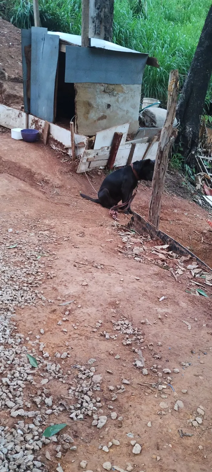 Cachorro raça Pit-Bull idade 7 a 11 meses nome Naruto