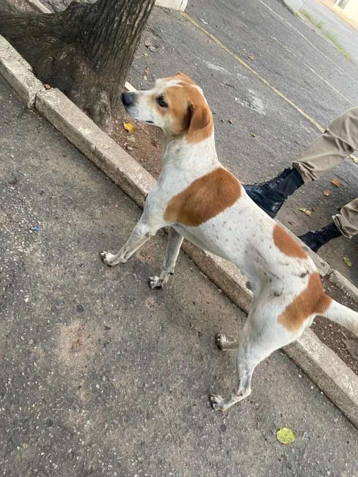 Cachorro raça SRD-ViraLata idade 5 anos nome Pitoco 
