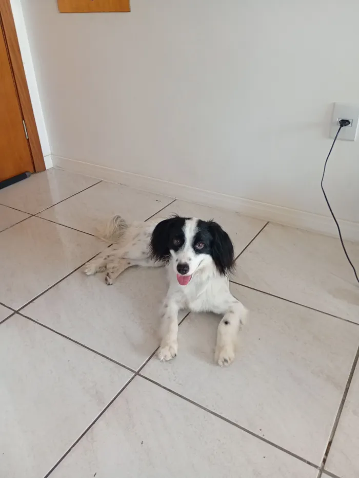 Cachorro raça SRD-ViraLata idade 1 ano nome Bento