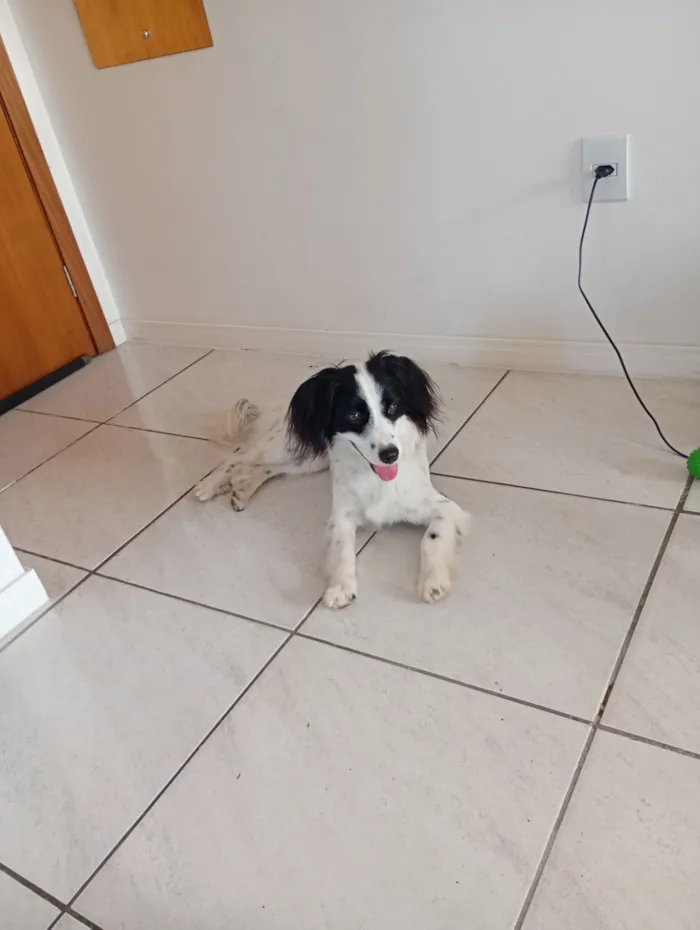 Cachorro raça SRD-ViraLata idade 1 ano nome Bento