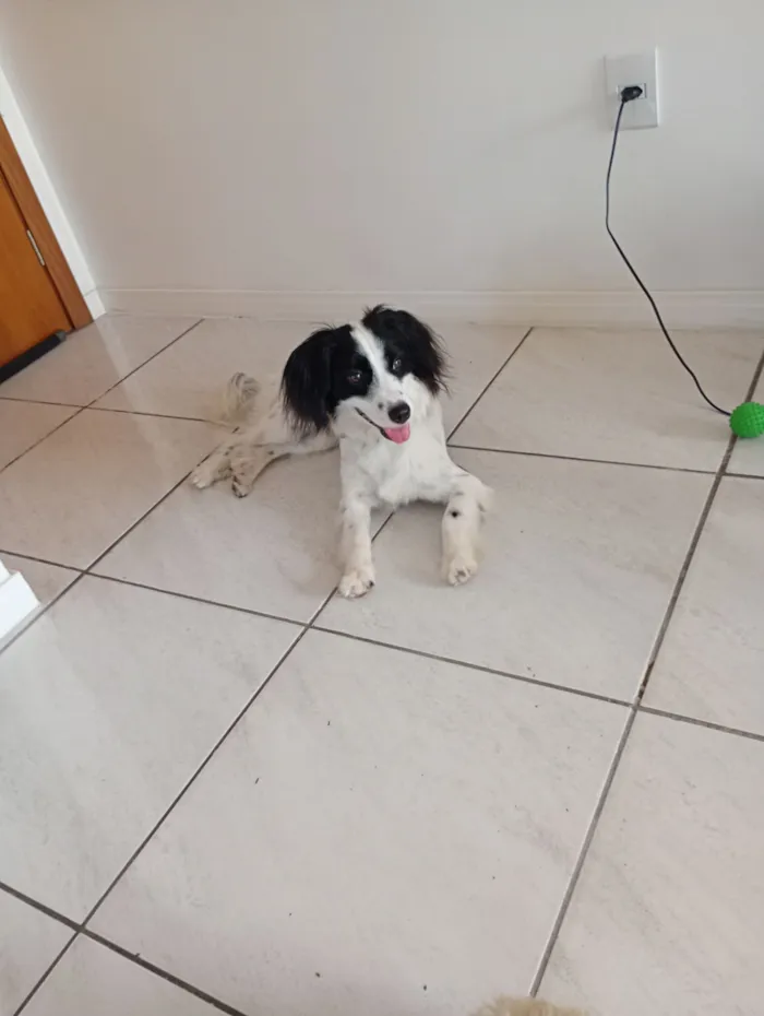 Cachorro raça SRD-ViraLata idade 1 ano nome Bento