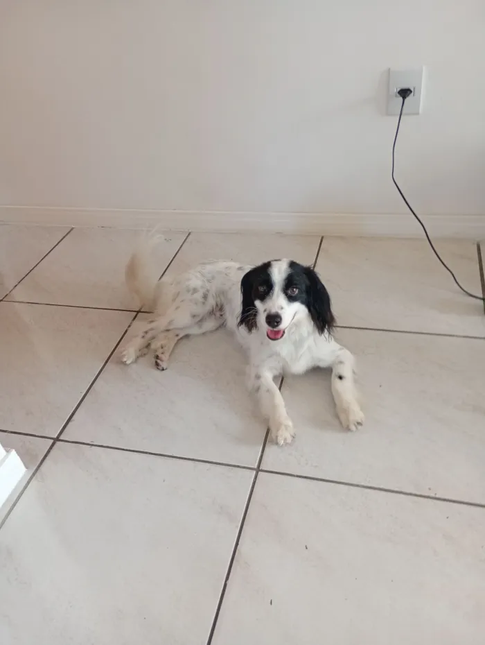 Cachorro raça SRD-ViraLata idade 1 ano nome Bento