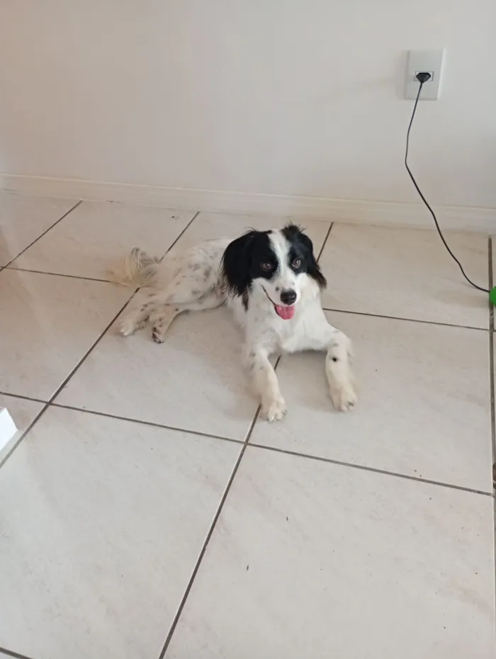 Cachorro raça SRD-ViraLata idade 1 ano nome Bento