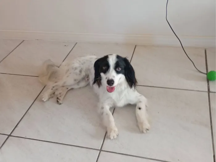 Cachorro raça SRD-ViraLata idade 1 ano nome Bento