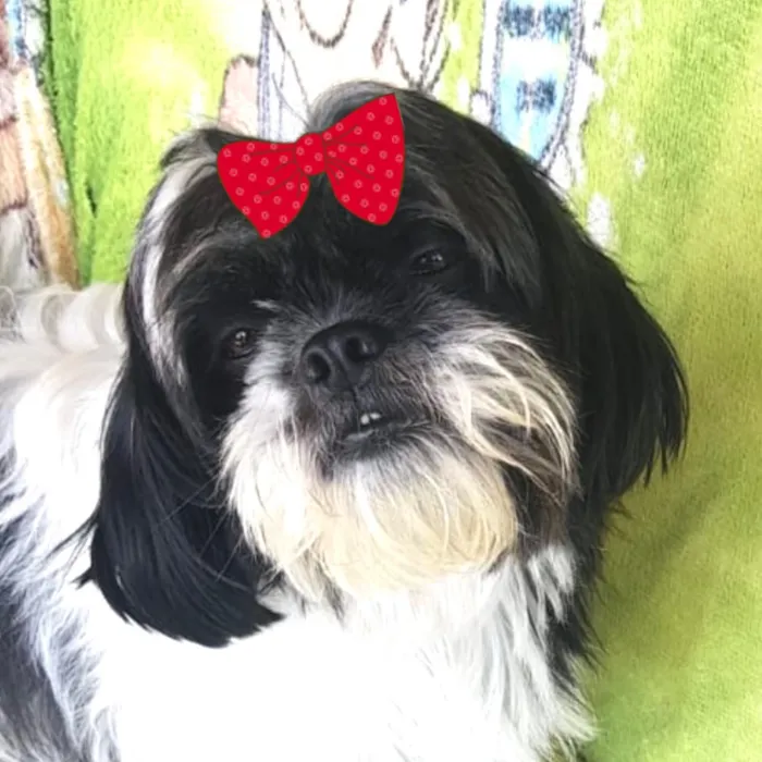 Cachorro raça Shitzu idade 2 anos nome Belinha 