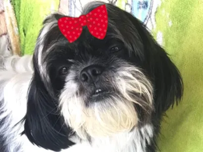 Cachorro raça Shitzu idade 2 anos nome Belinha 