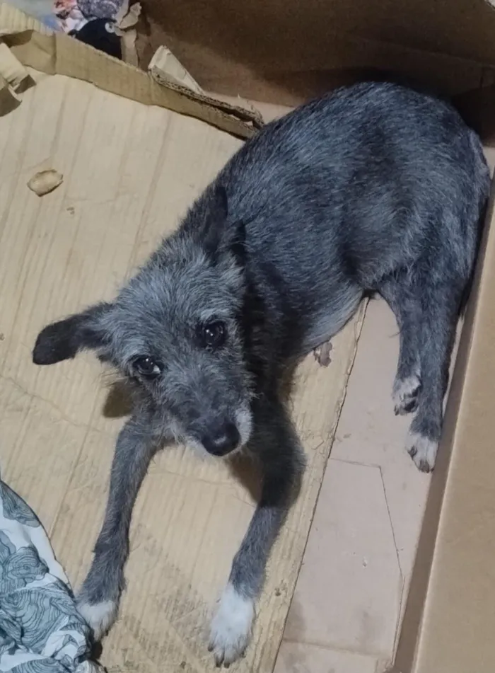 Cachorro raça SRD-ViraLata idade 1 ano nome Dora 