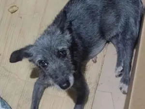 Cachorro raça SRD-ViraLata idade 1 ano nome Dora 