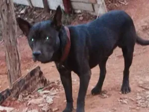 Cachorro raça Pit-Bull idade 7 a 11 meses nome Naruto