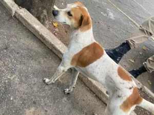 Cachorro raça SRD-ViraLata idade 5 anos nome Pitoco 