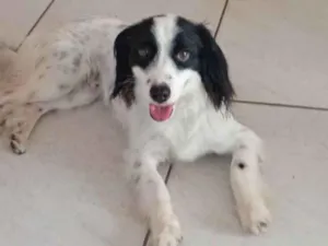 Cachorro raça SRD-ViraLata idade 1 ano nome Bento
