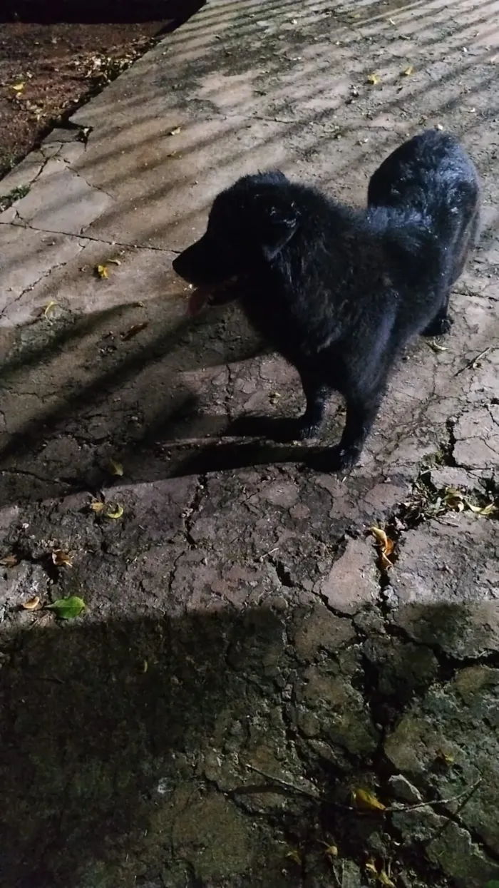Cachorro raça SRD-ViraLata idade 2 anos nome Nina
