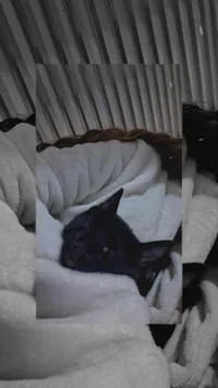 Gato raça SRD-ViraLata idade 2 a 6 meses nome Ele não tem nome 