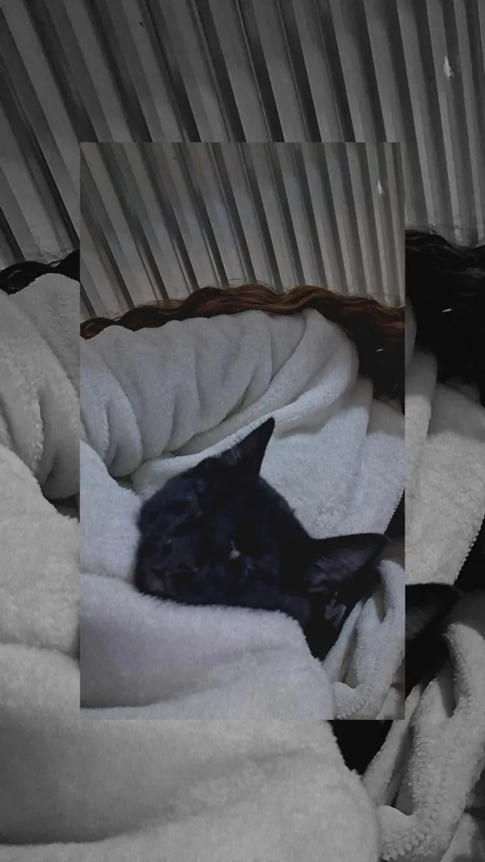 Gato raça SRD-ViraLata idade 2 a 6 meses nome Ele não tem nome 