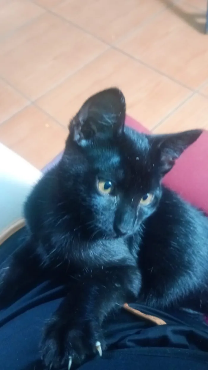 Gato raça SRD-ViraLata idade 2 a 6 meses nome Ele não tem nome 