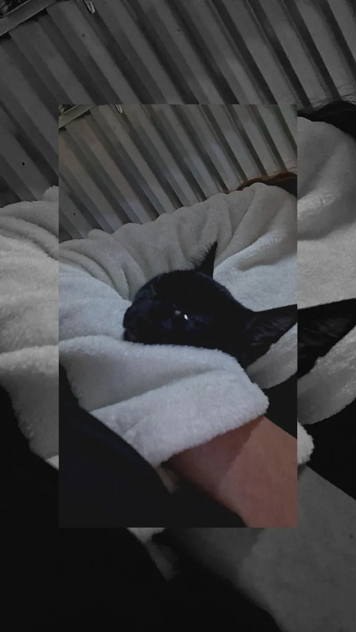 Gato raça SRD-ViraLata idade 2 a 6 meses nome Ele não tem nome 