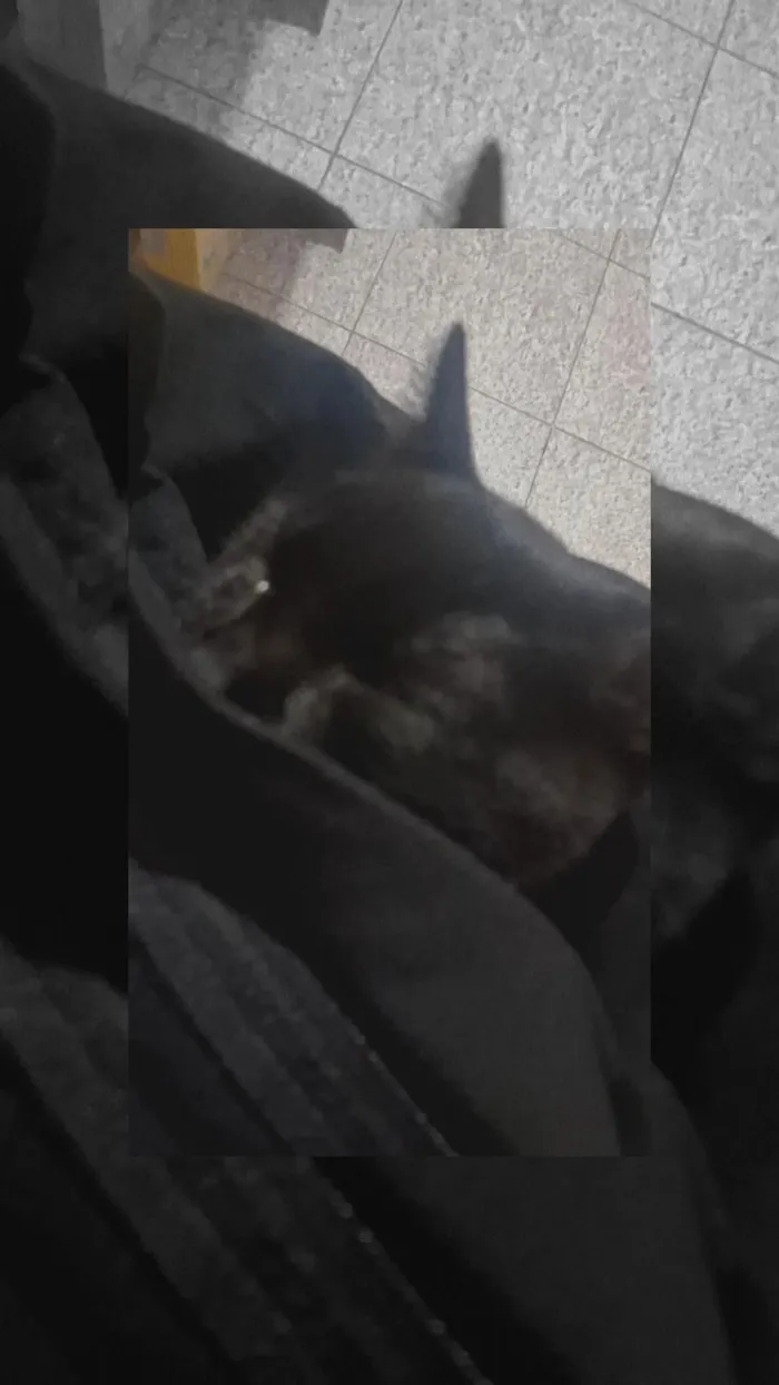 Gato raça SRD-ViraLata idade 2 a 6 meses nome Ele não tem nome 
